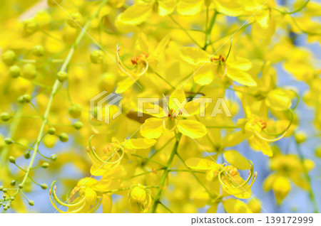 Golden shower , Cassia fistula or pudding pipe tree or Cassia fistula Linn and sky 139172999