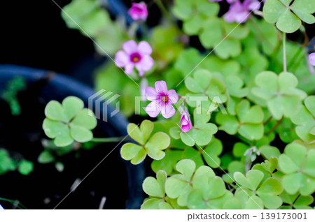 Oxalis, Oxalidaceae or Oxalis articulata or Oxalis corymbosa DC or Oxalis crassipes Rosea or  Oxalis debilis or Pink sorrel or Wood Sorrel or purple flower 139173001