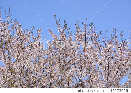 Yamadaike Park 139173036