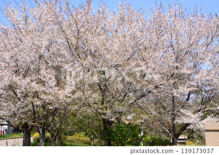 Yamadaike Park 139173037