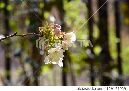 Yamadaike Park 139173039
