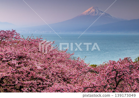 Ida, Numazu City, Shizuoka Prefecture: A view of early-blooming Kawazu cherry blossoms in full bloom on a hillside, Suruga Bay, and the snow-capped Mt. Fuji at sunset. Ida, Numazu City, Shizuoka Prefecture: A view of early-blooming Kawazu cherry blossoms in full bloom on a hillside, Suruga Bay, and the snow-capped Mt. Fuji at sunset. 139173049