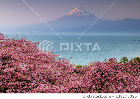 Ida, Numazu City, Shizuoka Prefecture: A view of early-blooming Kawazu cherry blossoms in full bloom on a hillside, Suruga Bay, and the snow-capped Mt. Fuji at sunset. Ida, Numazu City, Shizuoka Prefecture: A view of early-blooming Kawazu cherry blossoms in full bloom on a hillside, Suruga Bay, and the snow-capped Mt. Fuji at sunset. 139173050