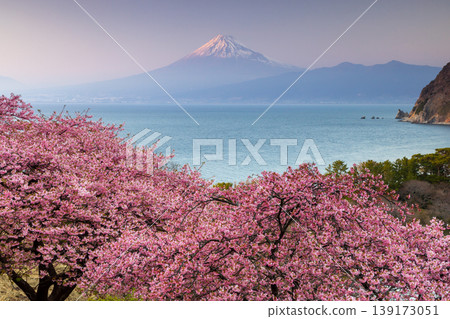 Ida, Numazu City, Shizuoka Prefecture: A view of early-blooming Kawazu cherry blossoms in full bloom on a hillside, Suruga Bay, and the snow-capped Mt. Fuji at sunset. 139173051