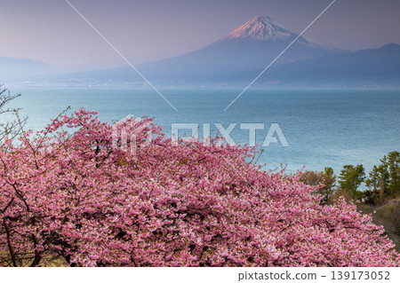 Ida, Numazu City, Shizuoka Prefecture: A view of early-blooming Kawazu cherry blossoms in full bloom on a hillside, Suruga Bay, and the snow-capped Mt. Fuji at sunset. Ida, Numazu City, Shizuoka Prefecture: A view of early-blooming Kawazu cherry blossoms in full bloom on a hillside, Suruga Bay, and the snow-capped Mt. Fuji at sunset. 139173052