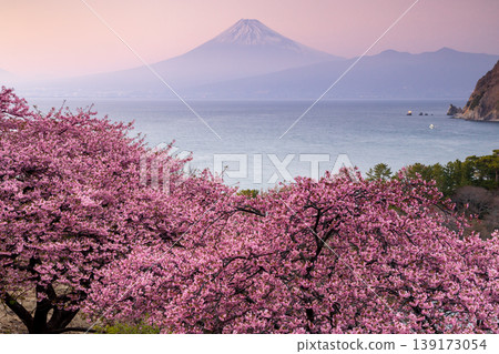 Ida, Numazu City, Shizuoka Prefecture: A view of early-blooming Kawazu cherry blossoms in full bloom on a hillside, Suruga Bay, and the snow-capped Mt. Fuji at sunset. Ida, Numazu City, Shizuoka Prefecture: A view of early-blooming Kawazu cherry blossoms in full bloom on a hillside, Suruga Bay, and the snow-capped Mt. Fuji at sunset. 139173054