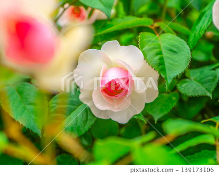 White Rose White Rose 139173106