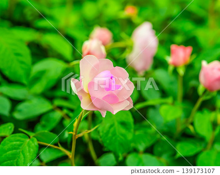 Cute pink roses 139173107