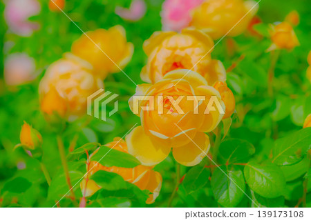 Yellow rose Yellow rose 139173108