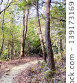 Mountain trail in forest with copy space, natural outdoor scenery for hiking and walking 139173169