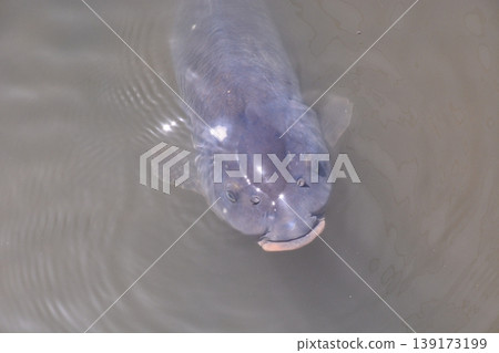 Yamadaike Park Yamadaike Park 139173199
