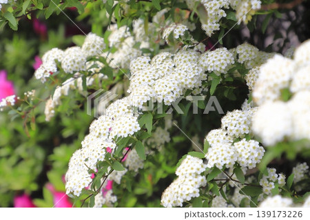 Kodemari flower Kodemari flower 139173226