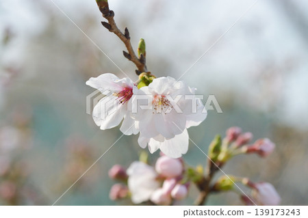 櫻花之鄉的櫻花 139173243