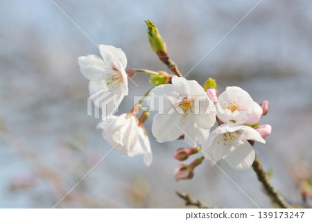 Cherry blossoms in Sakura no Sato Cherry blossoms in Sakura no Sato 139173247