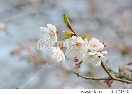 Cherry blossoms in Sakura no Sato Cherry blossoms in Sakura no Sato 139173248