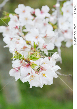 Cherry blossoms in Sakura no Sato Cherry blossoms in Sakura no Sato 139173268