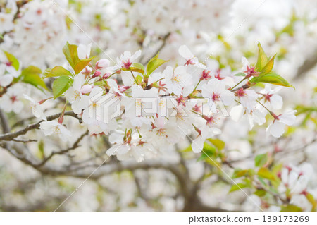 Cherry blossoms in Sakura no Sato Cherry blossoms in Sakura no Sato 139173269