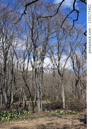 Skunk cabbage colony and Mount Iwaki 139173401