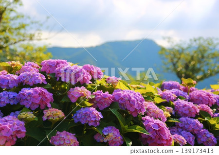 Seasonal scenery with hydrangeas in bloom Seasonal scenery with hydrangeas in bloom 139173413