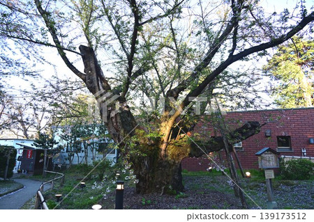 The thickest Somei Yoshino cherry tree in Japan The thickest Somei Yoshino cherry tree in Japan 139173512