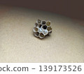 Early-Stage Wasp Nest with Larvae 139173526