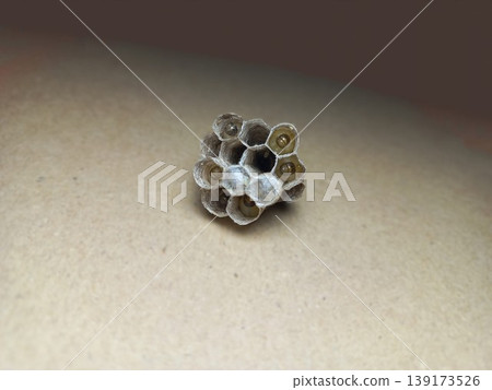 Early-Stage Wasp Nest with Larvae 139173526