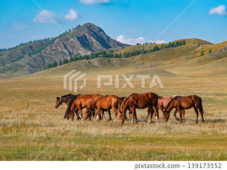Herd of brown horses grazes peacefully in a vast steppe landscape with mountains under a clear sky Herd of brown horses grazes peacefully in a vast steppe landscape with mountains under a clear sky 139173552