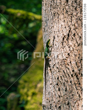 Vibrant green lizard clinging tightly to the rough bark of a tall tree in a lush daytime forest 139173598