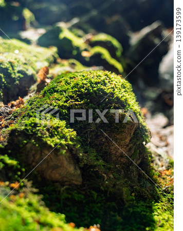 Macro view captures lush green moss flourishes on rugged forest rocks under warm daytime sunbeams Macro view captures lush green moss flourishes on rugged forest rocks under warm daytime sunbeams 139173599