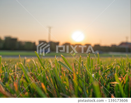Morning sun glows over fresh green grass blades near a suburban street with blurred buildings in the distance 139173606