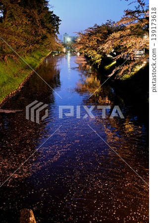 The moat of Hirosaki Castle and cherry blossoms illuminated at night 139173618