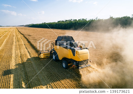 Combine harvester working in a golden wheat field under a clear summer sky during. Dust rises behind the machine while working Combine harvester working in a golden wheat field under a clear summer sky during. Dust rises behind the machine while working 139173621
