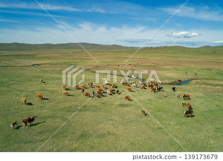 Herd of cattle grazing on a vast green pasture with rolling hills on a clear summer day 139173679