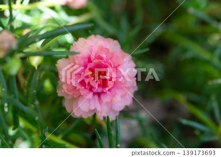 Close up pink portulaca flower blooming in garden with soft light and green background natural beauty freshness and delicate petals macro detail spring summer floral concept 139173693