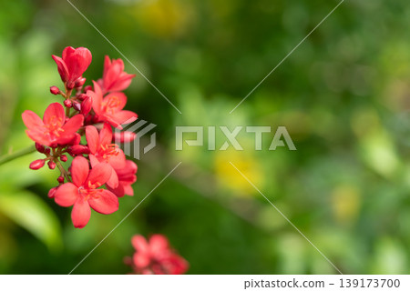 Close up red ixora flowers blooming with green blurred background natural light vibrant tropical plant fresh garden beauty and soft focus floral detail Close up red ixora flowers blooming with green blurred background natural light vibrant tropical plant fresh garden beauty and soft focus floral detail 139173700