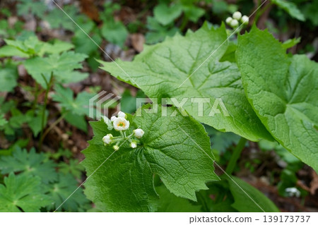 Sankayou flower Sankayou flower 139173737