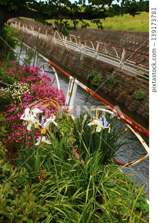 Japanese irises, moss phlox, and azaleas are in bloom. Japanese irises, moss phlox, and azaleas are in bloom. 139173781