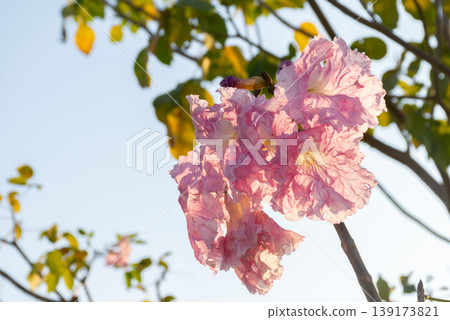 Close up of pink trumpet flowers blooming on tree with soft sunlight and blue sky showing delicate petals seasonal beauty and natural outdoor floral scenery Close up of pink trumpet flowers blooming on tree with soft sunlight and blue sky showing delicate petals seasonal beauty and natural outdoor floral scenery 139173821