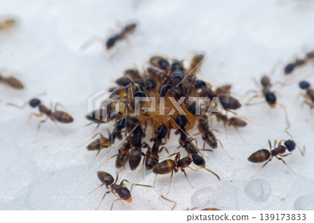 Macro close up of ants gathering and feeding on food showing insect behavior teamwork colony activity and natural detail on white surface 139173833