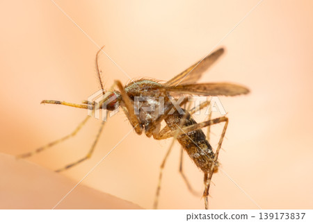Macro close up of mosquito biting human skin showing insect detail potential disease risk and need for protection hygiene and pest control awareness Macro close up of mosquito biting human skin showing insect detail potential disease risk and need for protection hygiene and pest control awareness 139173837