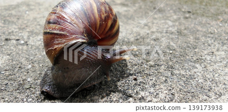 A snail with a naturally patterned brown shell crawls across the concrete surface. A snail with a naturally patterned brown shell crawls across the concrete surface. 139173938