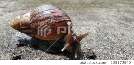 A snail with a naturally patterned brown shell crawls across the concrete surface. A snail with a naturally patterned brown shell crawls across the concrete surface. 139173940