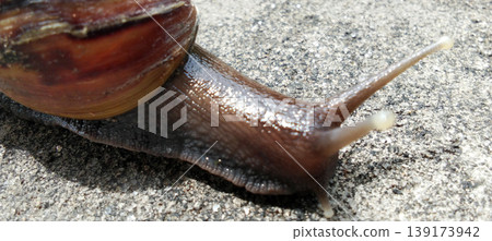 A snail with a naturally patterned brown shell crawls across the concrete surface. A snail with a naturally patterned brown shell crawls across the concrete surface. 139173942