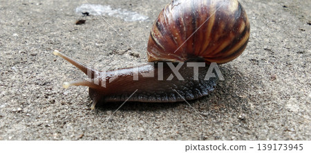 A snail with a naturally patterned brown shell crawls across the concrete surface. A snail with a naturally patterned brown shell crawls across the concrete surface. 139173945