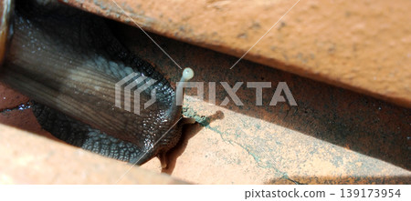 A snail that crawls through cracks in bricks. A snail that crawls through cracks in bricks. 139173954