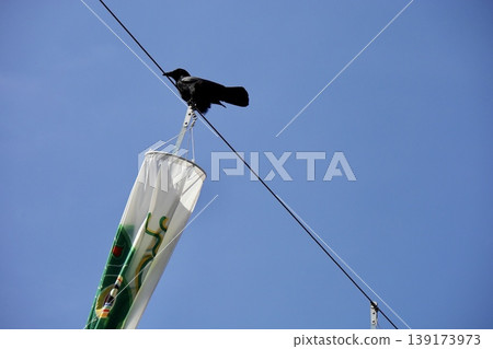 Green carp streamers and crows stand out against the blue sky. 139173973