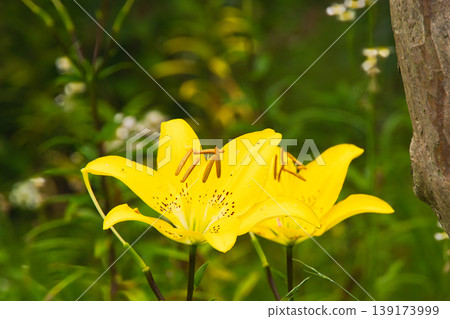 美麗的黃色百合花 美麗的黃色百合花 139173999
