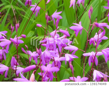 白及（紫花白及）的花朵色彩艷麗 139174049