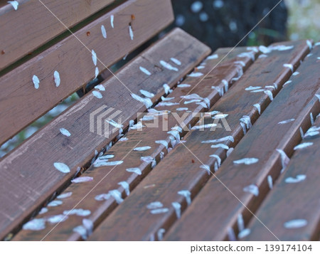 Someiyoshino cherry blossom petals scattered Someiyoshino cherry blossom petals scattered 139174104