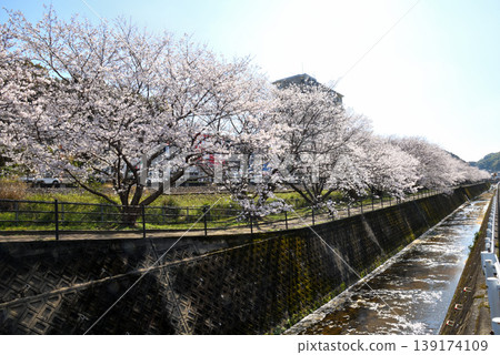 Sakura, Sakura, Sakura Sakura, Sakura, Sakura 139174109